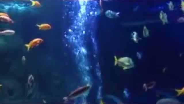 Sealife Linnamäki - Helsinki Finland смотреть онлайн