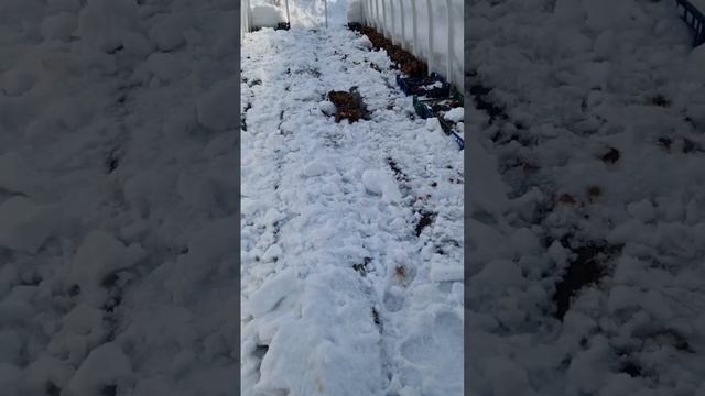 Полил снегом Королеву Елизавету 2. #садоводство #теплица #выращиваниеклубники #весна #shorts смотреть онлайн