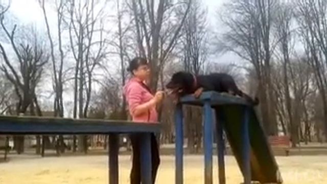 Тренировка ротвейлера/ Rottweiler Training