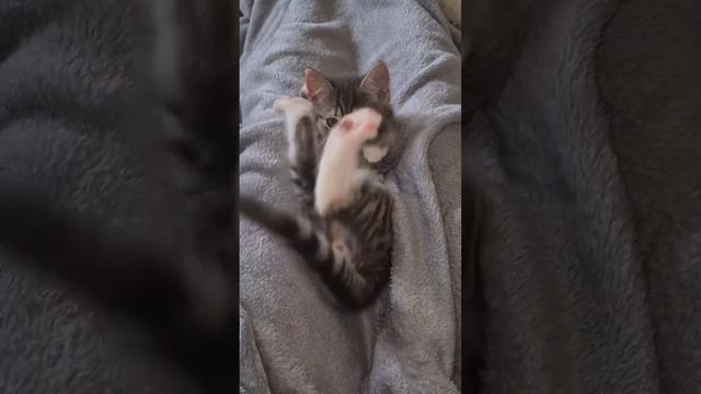 Доброе утро смотреть онлайн