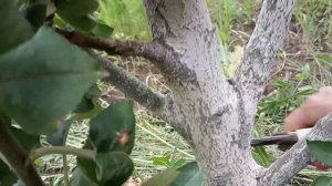 ?Летняя обрезка колонновидной яблони.