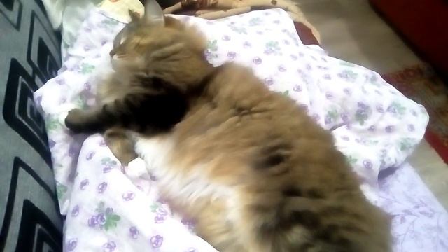 Сон полезен для кота!