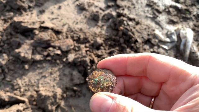 По осенним полям с Nokta Legend.