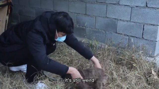Teddy Became A Stray Dog Because Of The Death Of His Master, Eyes Are Full Of Desire For The World