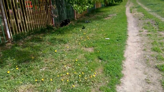ОДЕЖДА для собак и кошек. Ручная вязка. смотреть онлайн