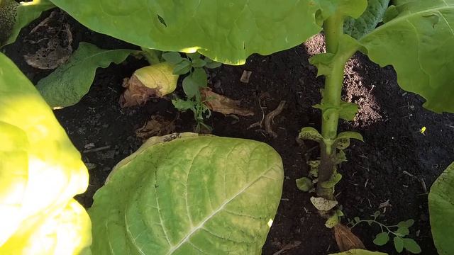 как растет Burley 320