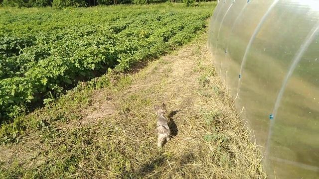 МУЛЬЧА! // Что такое МУЛЬЧА???//Зачем нужна МУЛЬЧА???// Секреты Хороших Урожаев смотреть онлайн