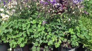 Aquilegia Winky Blue & White