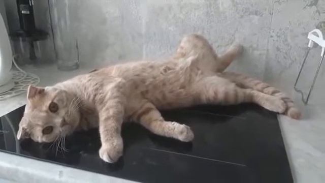 Кот Шаня отдыхает на своем любимом месте смотреть онлайн