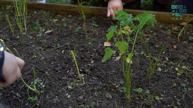 Экологическое образование в дошкольных корпусах смотреть онлайн