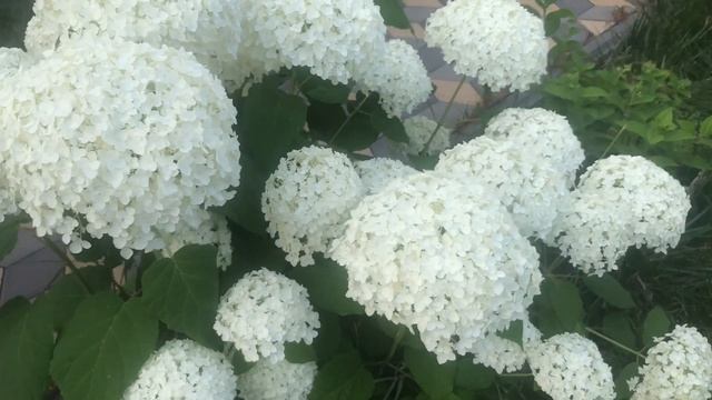 Гортензия АНАБЕЛЬ - сводит с ума !