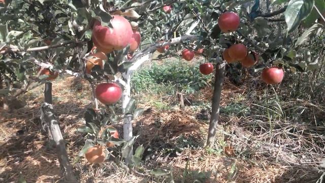 Яблоня Еліза смотреть онлайн