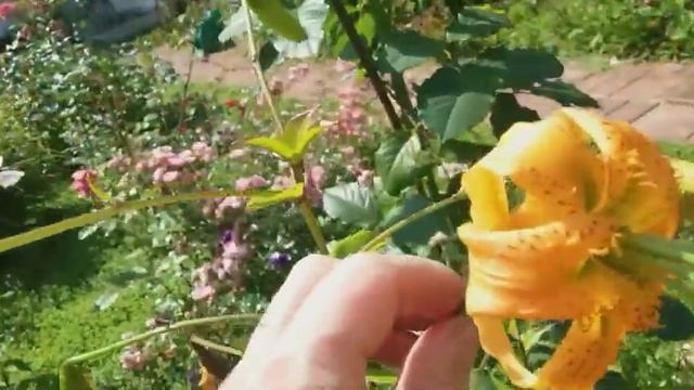 Лилии ОТ-гибриды: Mонтенего Бэй,Гарден Эффеэр. Лилия видовая Генри.