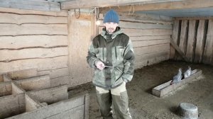 Содержание в сарае маточного поголовья гусей