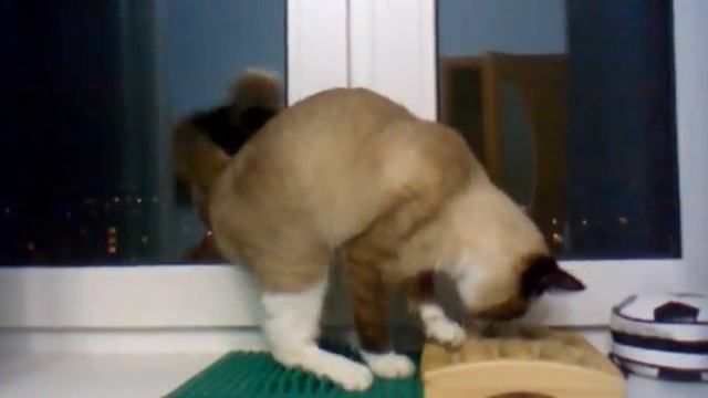 Тренажер для кошачьих лап смотреть онлайн