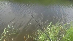 Классический мормышинг.  Поймать ельца на микро речке.
