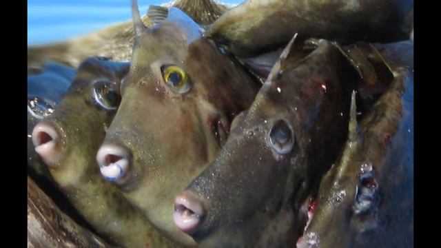 Aquarte — filefish смотреть онлайн