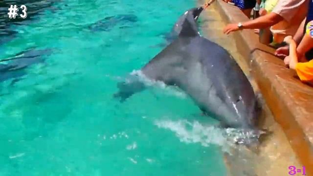 Морские обитатели (викторина) смотреть онлайн