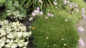 Яснотка,замечательный почвопокровник,не требующий ухода.