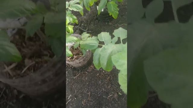 Формирование томата в теплице. смотреть онлайн