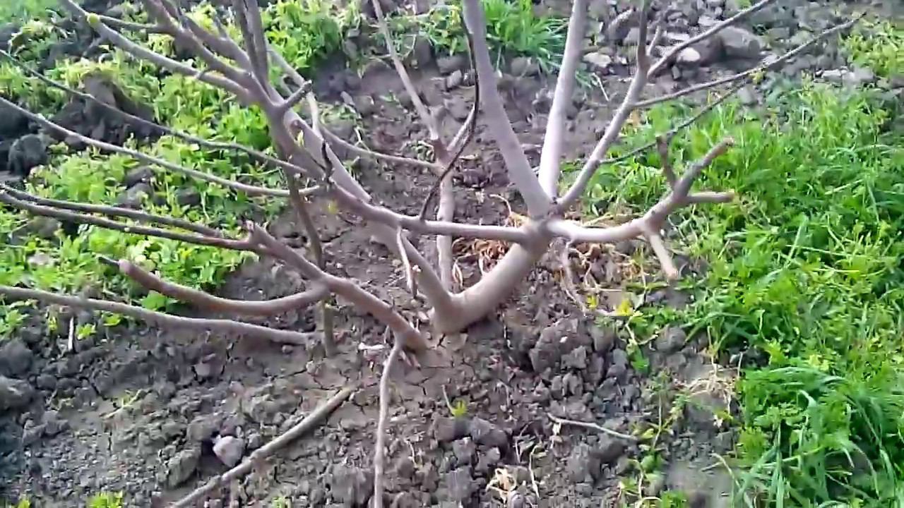 размножение инжира. корневая поросль