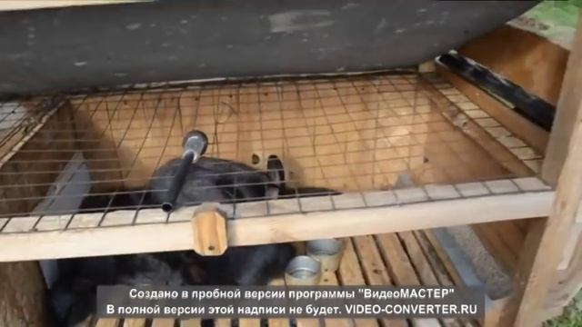 Клетки для кроликов Какую выбрать смотреть онлайн