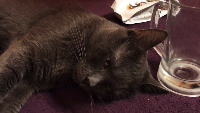 Пьяный кот ? смотреть онлайн