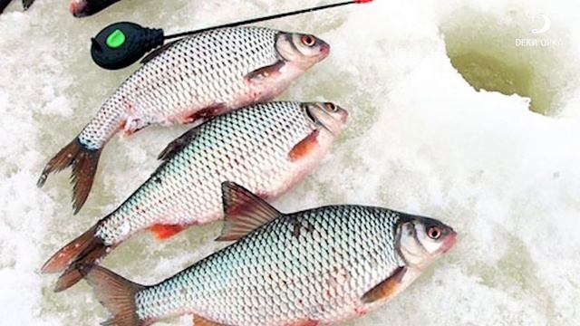 Где краснопёрка обитает зимой. ЛУЧШИЕ НАЖИВКИ для краснопёрки. Рыбалка с Деки Орка. смотреть онлайн