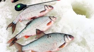 Где краснопёрка обитает зимой. ЛУЧШИЕ НАЖИВКИ для краснопёрки.  Рыбалка с Деки Орка.