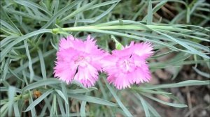 Гвоздика перистая. Гвоздики садовые многолетние