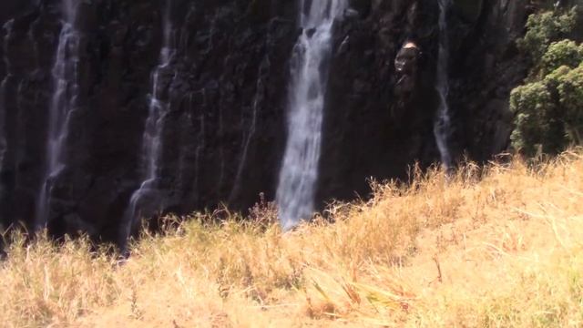 Wild monkeys by the Victoria Falls, Livingstone,Zambia смотреть онлайн