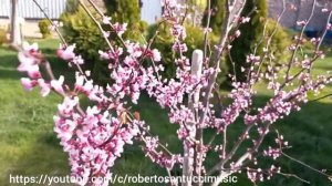 Церсис канадский- Багряник- Иудово дерево. (Цветение ).Cersis canadian tree.