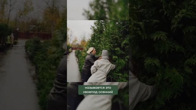 Как подстригают ТУИ БРАБАНТ ?Курс "молодого бойца" смотреть онлайн