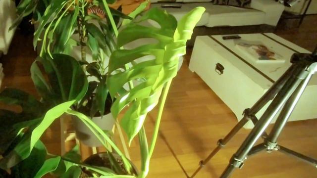 Monstera Deliciosa. Time Lapse. PedroAMG смотреть онлайн