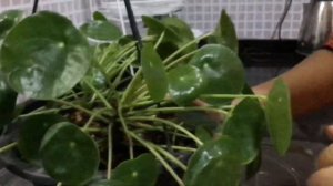 Pilea Peperomioides,  Friendship Plant
