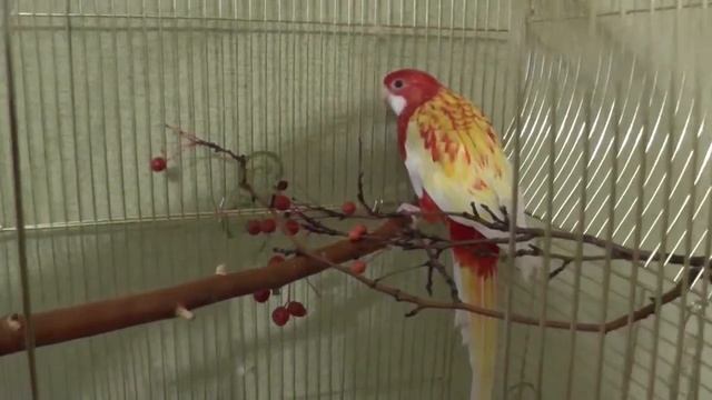 Попугаи перед зимним разведением 2017 Убираем какашки, запасаемся яйцами