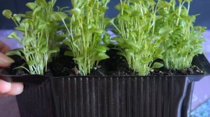 ПИКИРОВКА ЛОБЕЛИИ - ПРОЩЕ ПРОСТОГО!!! ВЫРАЩИВАНИЕ РАССАДЫ ЛОБЕЛИИ, УХОД ЗА ВСХОДАМИ!