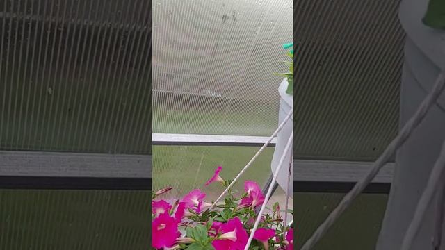 петуния из своих семян смотреть онлайн