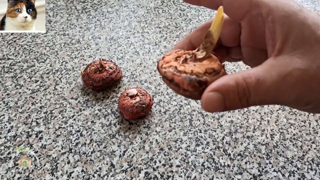 Подготовка луковиц гладиолусов к посадке весной. Обработка гладиолусов от грибка смотреть онлайн