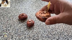 Подготовка луковиц гладиолусов к посадке весной. Обработка гладиолусов от грибка