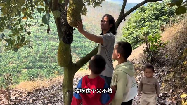 说好要摘的野菠萝，结果都烂在树上了，实在是太可惜了！ смотреть онлайн