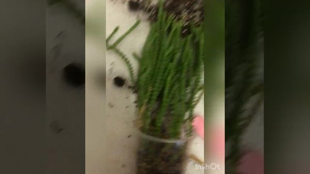 Размножение Крассулы плауновидной (Crassula Muscosa) черенкованием
