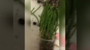 Размножение Крассулы плауновидной (Crassula muscosa) черенкованием