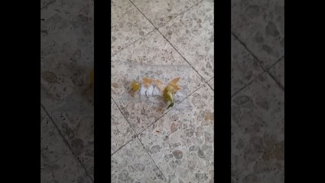 Как выжить в запретом помещении #выживалово в #сирии смотреть онлайн