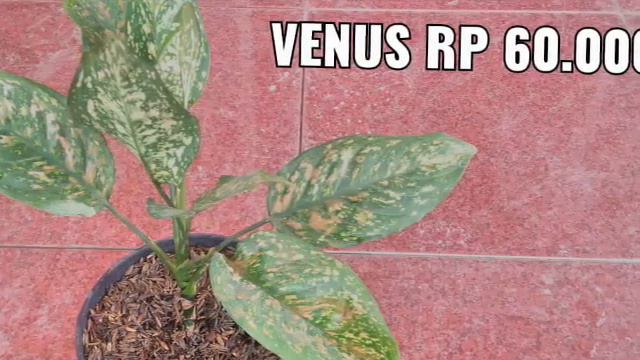 HARGA AGLAONEMA - Sentra Aglaonema Makassar смотреть онлайн