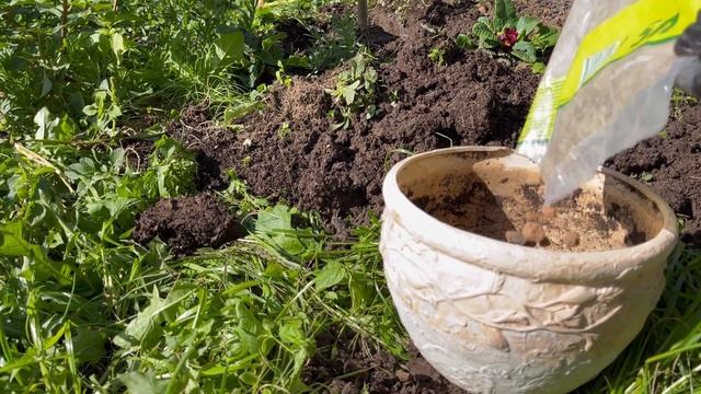 ОСЕННИЕ ДЕЛА В ОГОРОДЕ И САДУ  ?? / СОБИРАЮ УРОЖАЙ ? / ОГОРОД НА ОКНЕ ? / ПРЯНЫЕ ТРАВЫ ?