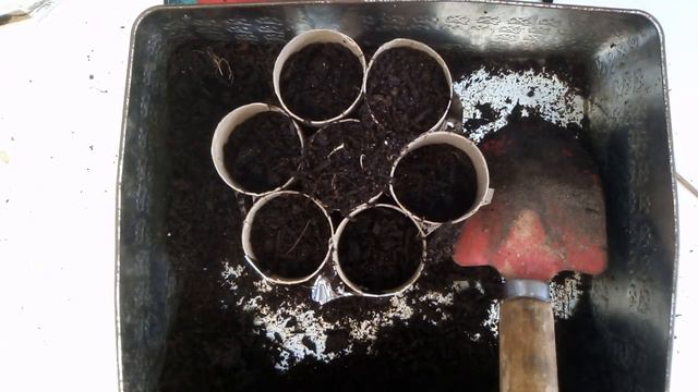 Planting new Seeds for Winter//Winter Garden//South African Cape Town Garden смотреть онлайн
