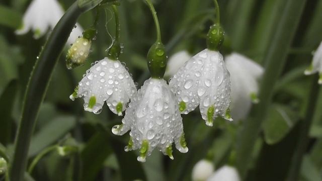 11 сентября Усекновение Главы Иоанна Предчети. Что нельзя делать 11 сентября. Традиции и приметы. смотреть онлайн