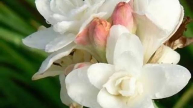 TUBEROSE FLOWERS смотреть онлайн