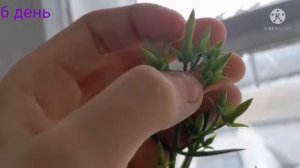 через скоко дней расцветёт цветок под названием каланхое олени рожко. Как цветёт цветок олени рожки